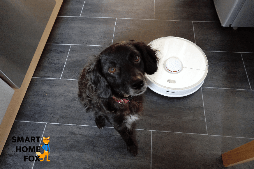 Hund sitzt auf dem Boden.